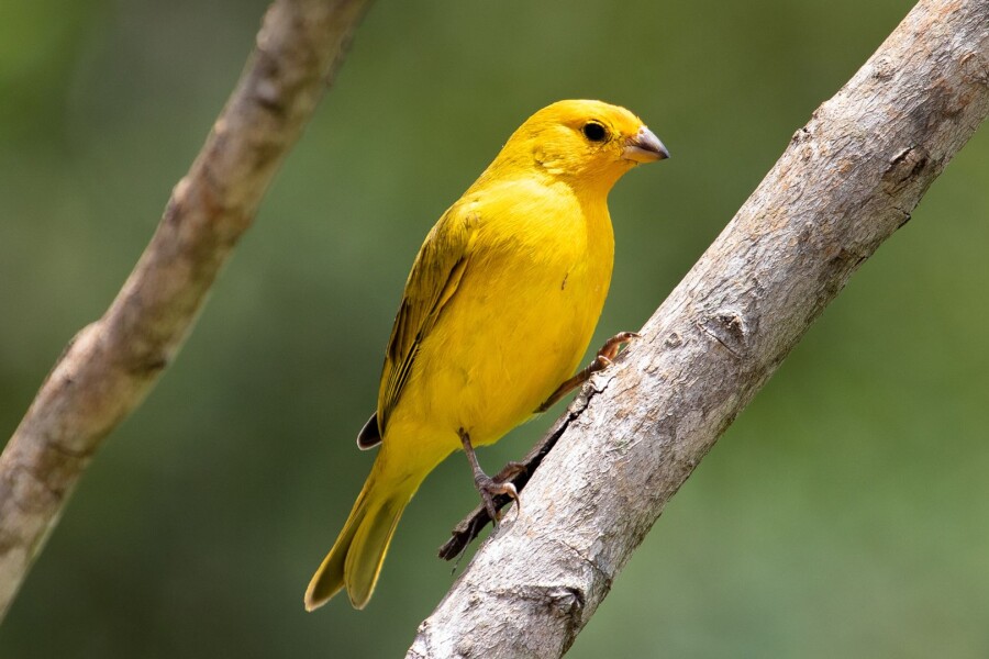 Canary